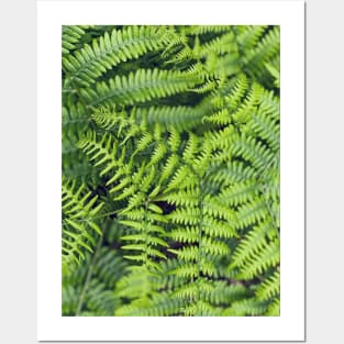 Ferns Posters and Art